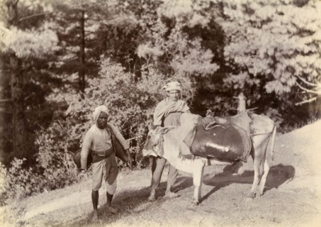 Bheestis' in the mountains. Two 'bheestis' or water carriers stand beside a saddled cow on a steep
