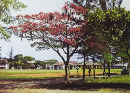 African tulip tree. A colourful tourist postcard of an African tulip tree, pictured in full blossom