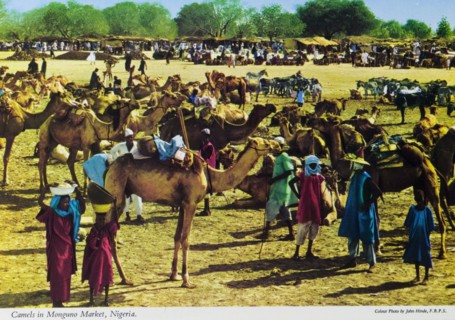 Camels at Monguno market. Camels for sale at Monguno market with a line of covered market stalls in