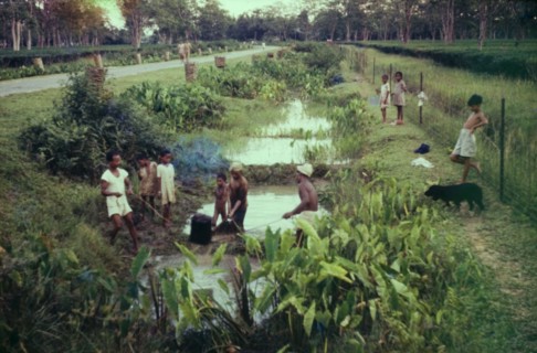 Fishing in a 'nullah'. Tea-pickers from the Mancotta tea estate and their children attempt to catch