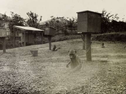 Monkeys with sleeping sickness virus. Several monkeys are chained to wooden housing boxes in a