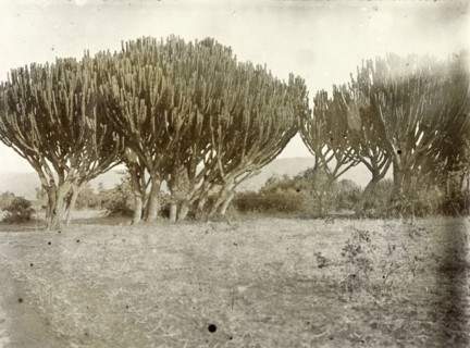 Euphorbia trees, Kenya. A group of Euphorbia trees (Candelabra euphorbia), a spiny plant whose