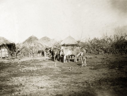 Kavirondo village. A small group of cattle congregate in the centre of a village. Kavirondo,