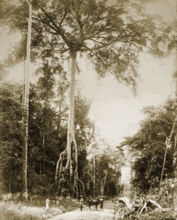 Giant Malaysian jungle tree. Giant tree growing alongside a jungle road. British Malaya (Malaysia),