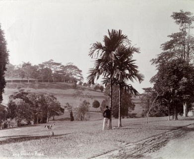 Malaysian public gardens. Public gardens with well kept lawns and trees. Probably near Kuala