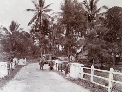 Batu village near Kuala Lumpur. A cart is pulled along the road by two bullocks outside a Batu