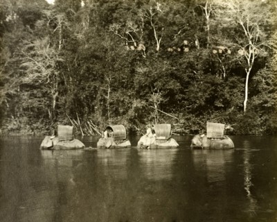 Perak river elephants. Elephants laden for a trigonometrical survey trip wade through the Perak