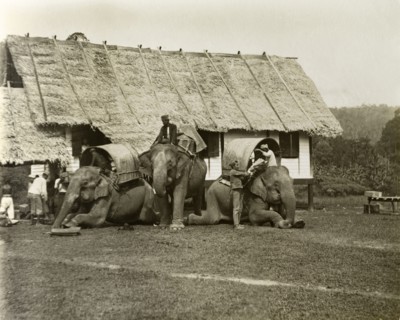 Loading of elephants, Malaysia. Elephants being loaded for a trigonometrical survey trip. Janing,