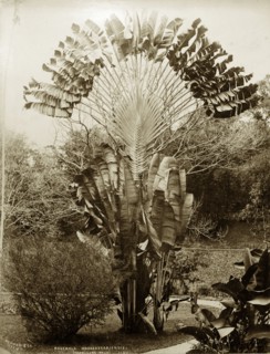 Traveller's Palm. Botanical portrait of a Traveller's Palm (Ravenala madagascariensis), probably