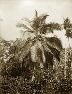 Coconut Palm, Ceylon. Botanical portrait of Cocos nucifera, the common Coconut Palm. Ceylon (Sri
