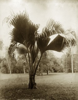 A Lodoicea maldivica. Botanical study of Lodoicea maldivica, the Coco-de-Mer Palm, probably growing