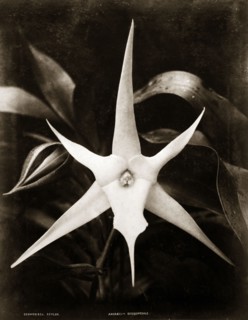 A comet orchid. Botanical portrait of a comet orchid (Angraecum sesquipedale). Ceylon (Sri Lanka),