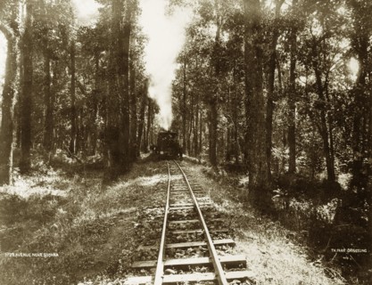 Darjeeling Hill Railway. A steam engine approaches through an avenue of trees. The stretch of line