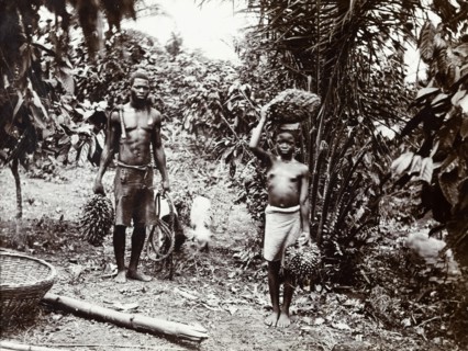 Carrying palm oil nuts. A man and a girl carry bunches of palm oil nuts for the African Oil Nuts