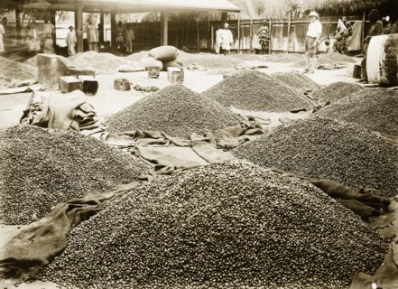 Palm oil kernals under inspection. Heaps of palm oil kernels in the yard of the African Oil Nuts