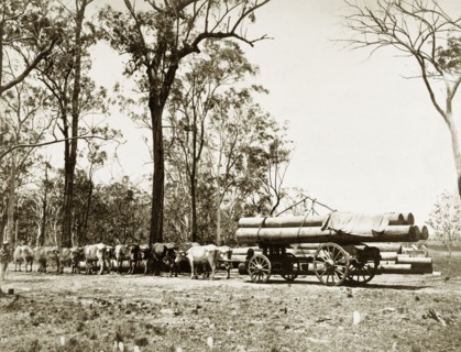 Cattle hauling logs. A bullock train stands hitched to a large wooden-wheeled cart or dray laden