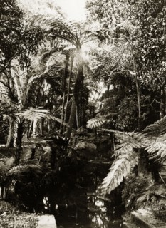 Tree ferns, Australia. Tree ferns by a manmade stream. Possibly New South Wales, Australia, circa