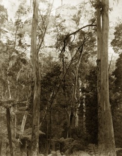 Eucalyptus forest, Australia. Tall slender trunks of eucalyptus trees rise up from thickets of tree