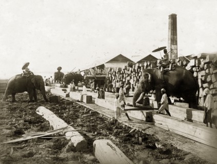 Elephants in a timber yard, Burma (Myanmar). Four elephants are put to work in a teak timber yard,