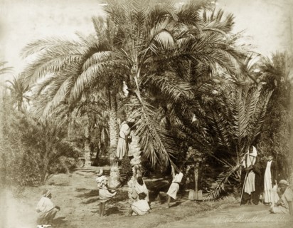 Date harvest, Egypt. A small group of men and boys harvest large bunches of dates from a date palm.
