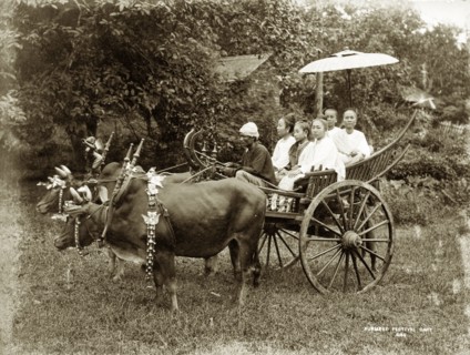 Burmese festival cart. Two humped bullocks stand together, fastened by a spiked wooden yoke to a