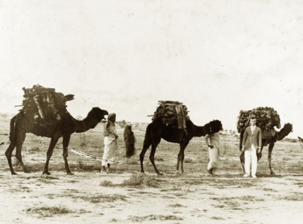 Camels carrying firewood. A European man identified as 'Lieutenant Poyntz' poses beside a
