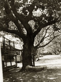 Road to the Bombay dockyard. A large tree overshadows a road leading to the slipways and boat sheds