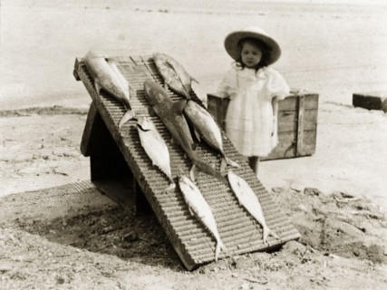 Fish caught at Ross Island. A young girl stands on a beach beside a board displaying exotic fish
