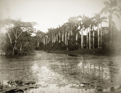 Palms by a pool, India. A row of palms line the length of a still pond in what is possibly the