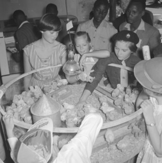 Baby chickens at the Royal Show. A group of European children reach into a circular pen at the