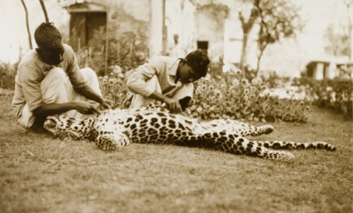 Skinning a panther. Two servants prepare to skin a dead panther lying outstretched on the ground, a