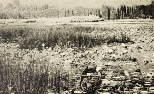 Canoe on Dal Lake. An Indian man squats low in a small canoe as he paddles through a dense layer of