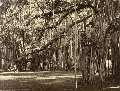 An Indian Banyan tree. An Indian Banyan tree (Ficus benghalensis), a type of tropical fig that can