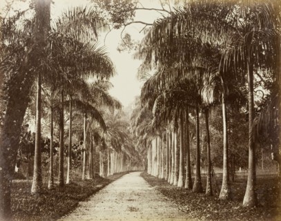 Cabbage Palm Walk, Ceylon. The Cabbage Palm Walk at Peradeniya Botanic Gardens. Kandy, Ceylon (Sri
