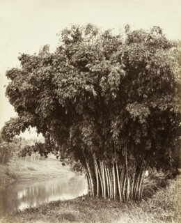 Giant bamboo, Ceylon. A giant bamboo (Dendrocalamus giganteus Wall. Ex Munro), growing on the banks