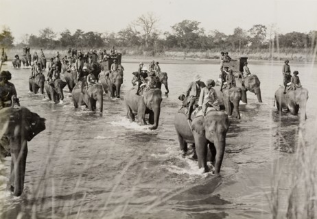 Crossing the river on elephants. A royal hunting party, hosted by the Maharajah of Nepal for King