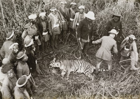 A tiger shot by King George V. Members of the royal party measure the carcass of a tiger shot by