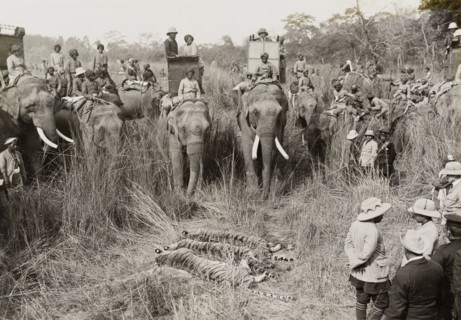 Three tigers after lunch. Members of the royal party gather around the carcasses of three tigers