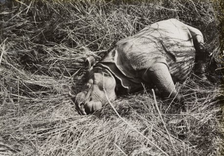 A rhinoceros shot by King George V. The carcass of a rhinoceros shot by King George V during a