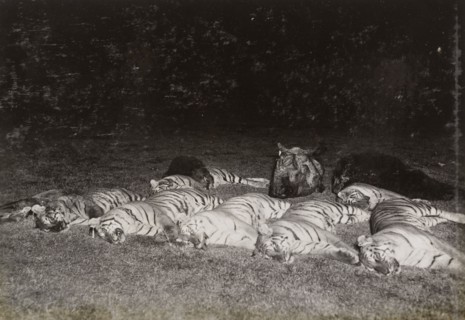 One day's bag'. A haul of animal carcasses, illuminated by torch light, includes the bodies of