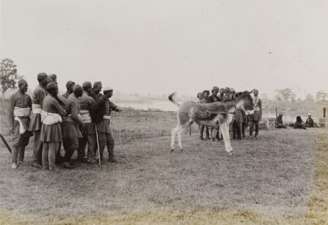 A wayward donkey. A team of servants restrain a wayward donkey. The animal was a gift, one of