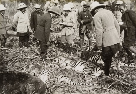 King George V inspects his bag. King George V (r.1910-36) inspects four tigers and a rare Himalayan