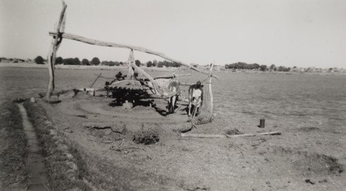 Irrigation by 'sagia'. Two harnessed bullocks walk in circles as they power a 'sagia' or