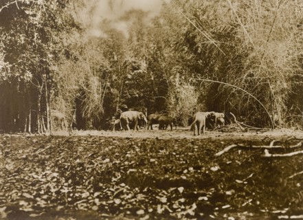 Wild elephants in the jungle. Glimpse of a small herd of wild Asian elephants (Elephas maximus)