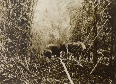 Beginning of the drive. A small herd of wild Asian elephants (Elephas maximus) gather in a