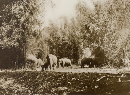 Facing the beaters. A cornered elephant faces the beaters of a hunting drive in the Kakankota