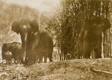 An elephant charge. A wild elephant, infuriated by hunters, is stopped mid-charge by a stockade