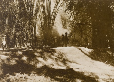 Firing' elephants through the jungle. A hunting party, led by the Maharajah of Mysore, sets light