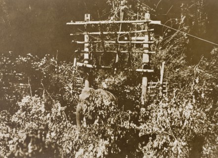First elephant in the stockade. A wild elephant is lured into a stockade by a hunting party led by