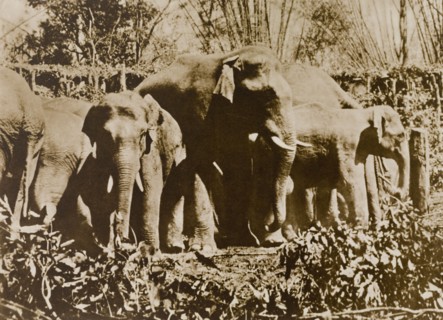 Suspicious herd. A small herd of wild elephants watches with suspiscion as hunters try to lure them